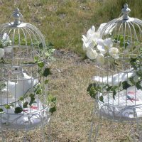 Doves Release
