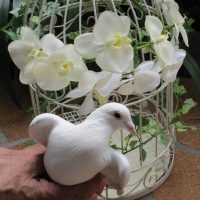 Doves Release