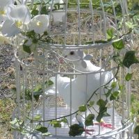 Doves Release