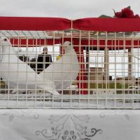 Doves Release