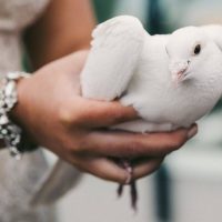 Doves Release