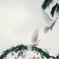 Doves Release