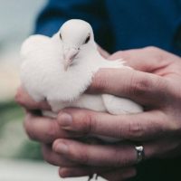 Doves Release