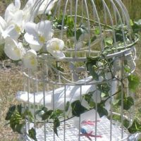 Doves Release