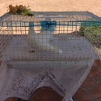 Doves Release