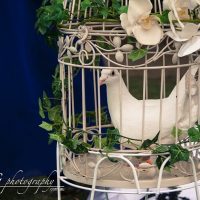 Doves Release