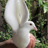 Doves Release