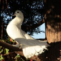Doves Release