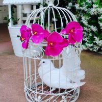 Doves