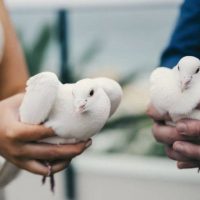 Doves Release