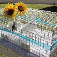Doves for release