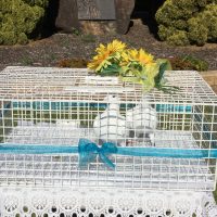 Doves for release